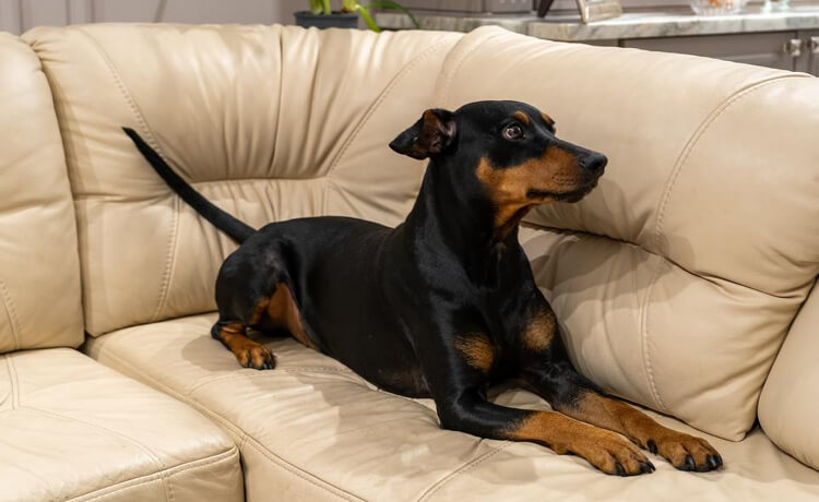 German Pinscher